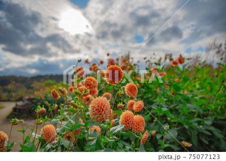 屋外に咲くダリア 75077123