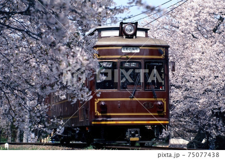鉄道 ランデン 嵐電 桜 さくら ソメイヨシノ 染井吉野 満開 トンネル 北野 春 花 レトロ 電車 鉄道 ランデン 嵐電 桜 さくら ソメイヨシノ 染井吉野 満開 トンネル 北野 春 花 レトロ 電車 75077438