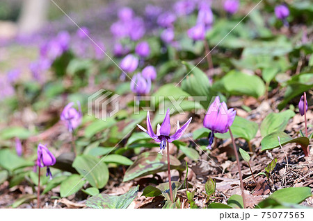 陽当たりの良い林に咲くカタクリの花 75077565