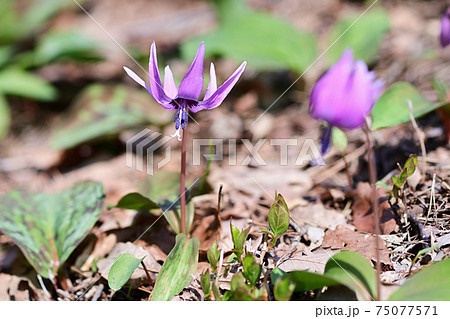 陽当たりの良い林に咲くカタクリの花 陽当たりの良い林に咲くカタクリの花 75077571