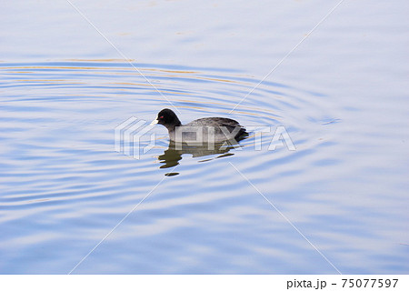 泳ぐオオバン 75077597