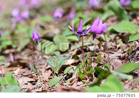 陽当たりの良い林に咲くカタクリの花 75077635