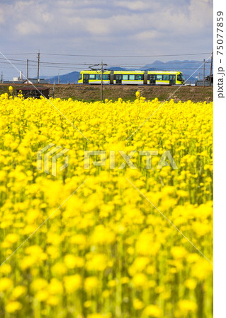 京福電車 75077859