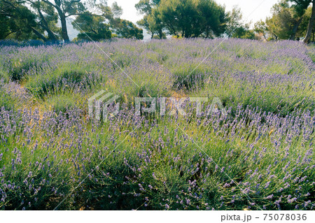 A close-up of flowering lavender bushes in the field. A close-up of flowering lavender bushes in the field. 75078036