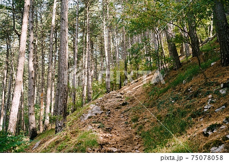 Forest path along the slope in the forest thicket against the background of tall trees. 75078058