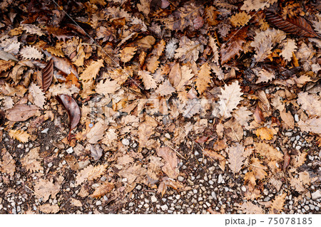 Autumn background - yellow dry oak leaves on the ground. Autumn background - yellow dry oak leaves on the ground. 75078185