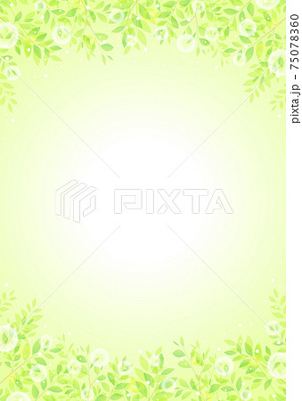 背景素材_木の葉 新緑 若葉 青葉 背景素材_木の葉 新緑 若葉 青葉 75078360