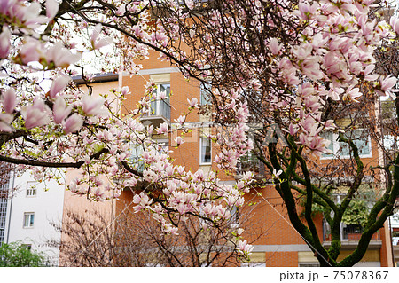 Blooming pink magnolia trees on the streets of Milan in Italy in spring. 75078367