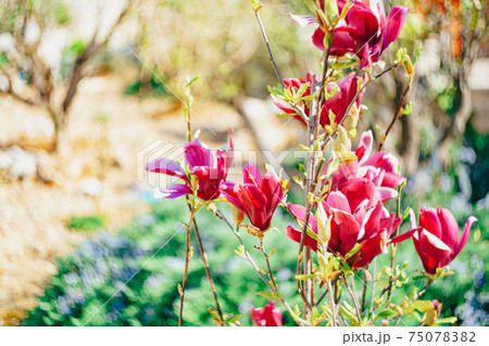 Close-up of red magnolia flowers in the garden. 75078382