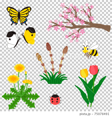 Illustration of spring flowers and insects Illustration of spring flowers and insects 75078491