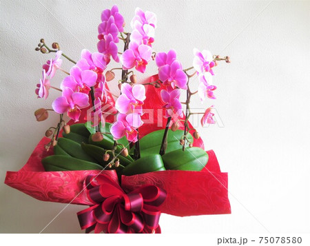 お祝い向けの胡蝶蘭　コチョウラン 75078580