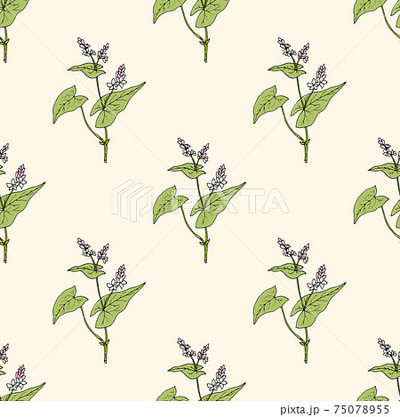 Seamless pattern with buckwheat, edible plant 75078955