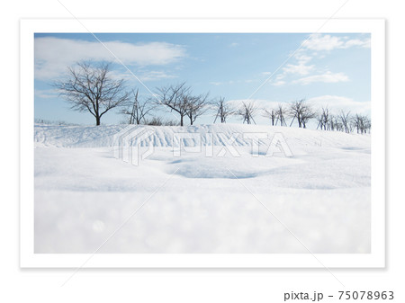フィルム写真 雪景色 フィルム写真 雪景色 75078963