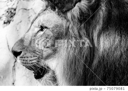 動物 ライオンの横顔の写真素材