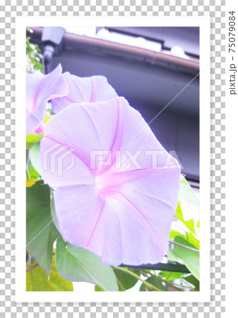 フィルム写真　朝顔のある風景 75079084