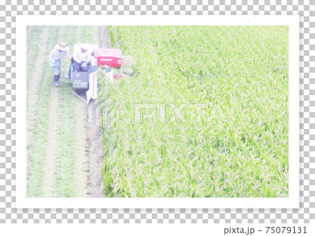 Film photo harvesting rice Film photo harvesting rice 75079131