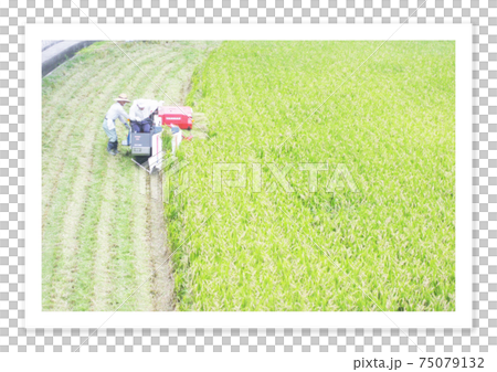 Film photo harvesting rice 75079132