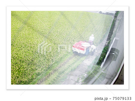 フィルム写真　稲刈り 75079133