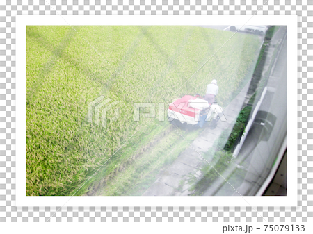 フィルム写真　稲刈り 75079133