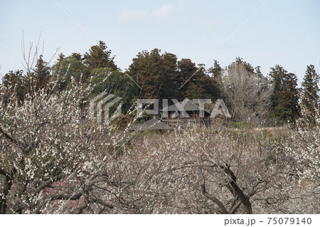 茨城県水戸偕楽園公園の古木に咲く 梅の花の写真素材 茨城県水戸偕楽園公園の古木に咲く 梅の花の写真素材