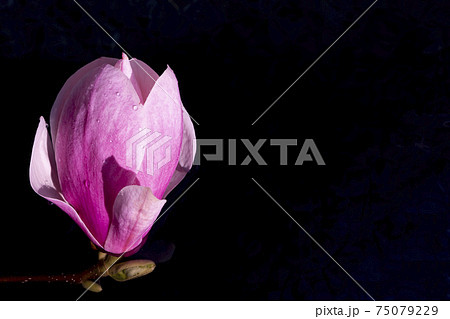 Big flower of magnolia on the dark water. Artistic macro close up. Elegant wet petals glowing and shaping in the water 75079229