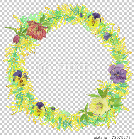 ミモザ、パンジー、クリスマスローズ、春の花のリース　水彩イラスト 75079272