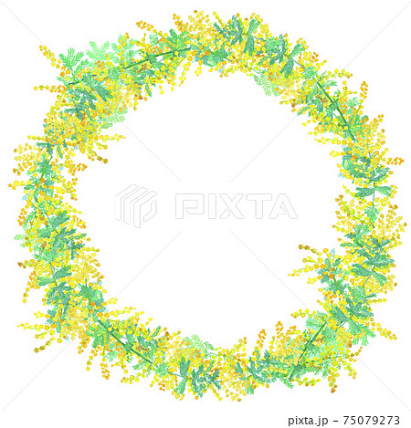 mimosa wreath ミモザの花のリース水彩イラスト 75079273