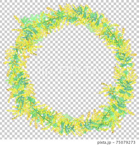 mimosa wreath ミモザの花のリース水彩イラスト 75079273