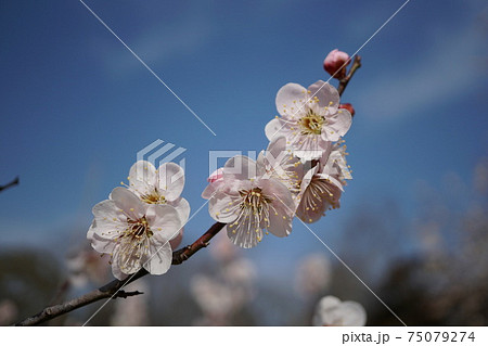 茨城県水戸偕楽園の古木に咲く 薄紅色の梅の花の写真素材 茨城県水戸偕楽園の古木に咲く 薄紅色の梅の花の写真素材