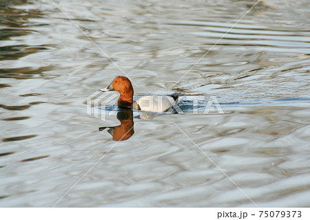 泳ぐ雄のホシハジロ 泳ぐ雄のホシハジロ 75079373