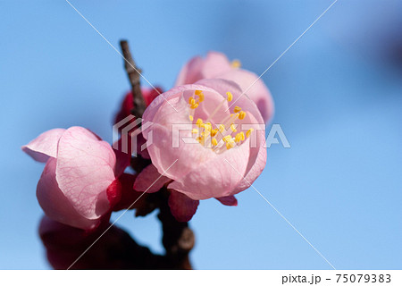 ほころびかけた杏の花 75079383