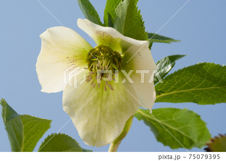 白いクリスマスローズ、ローアングル 75079395