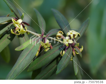 早春のオニシバリ 早春のオニシバリ 75079536