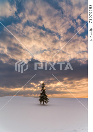 美瑛町 夕暮れのクリスマスツリーの木 美瑛町 夕暮れのクリスマスツリーの木 75079598