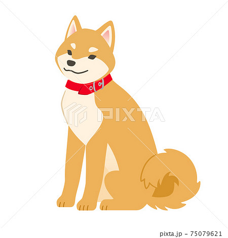 赤い首輪をした柴犬 お座り のイラスト素材