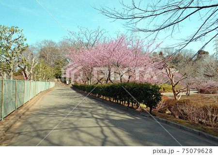 河津桜並木の 千葉県船橋市 運動公園 花木園の写真素材