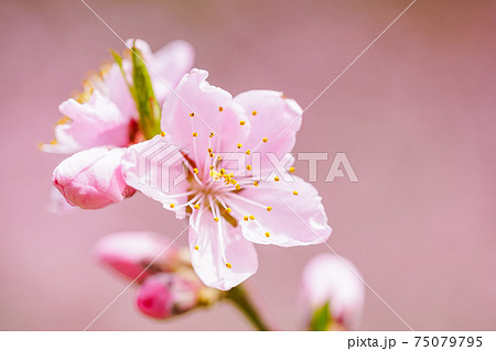 桃色・桃の花 75079795