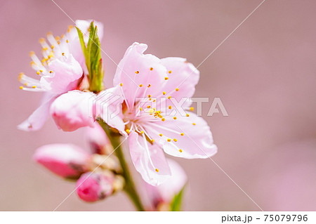 桃色・桃の花 75079796