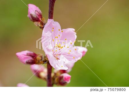 桃色・桃の花 桃色・桃の花 75079800