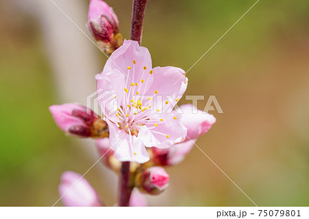 桃色・桃の花 桃色・桃の花 75079801
