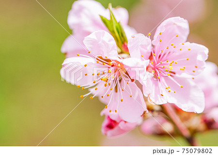 桃色 桃の花の写真素材