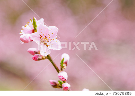 桃色・桃の花 桃色・桃の花 75079809