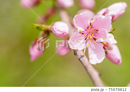 桃色・桃の花 75079812
