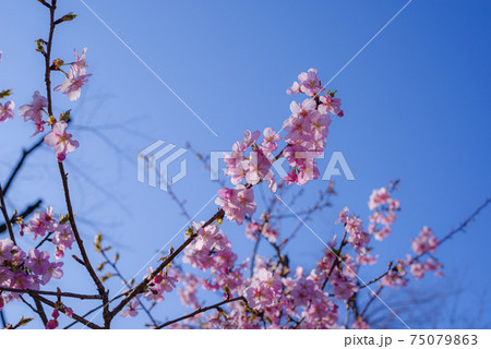 快晴の空の下に開花する寒桜　a-1 75079863