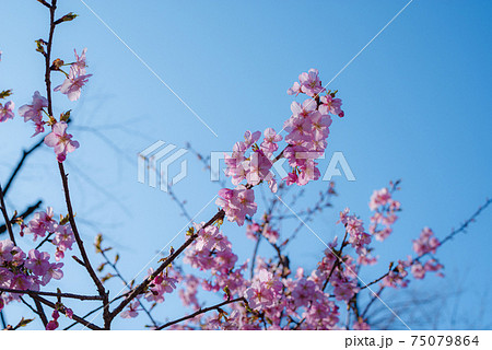 快晴の空の下に開花する寒桜　a-2 ライトトーン 75079864