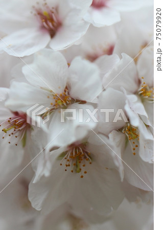 桜の花 75079920