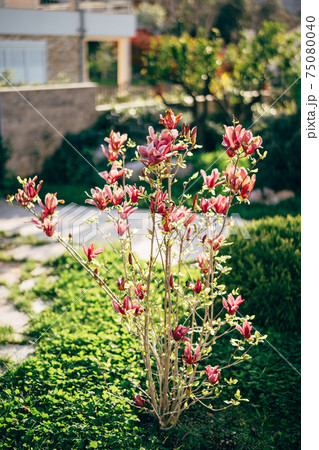 A young, blooming magnolia tree in the garden with red blossoms in full bloom. A young, blooming magnolia tree in the garden with red blossoms in full bloom. 75080040