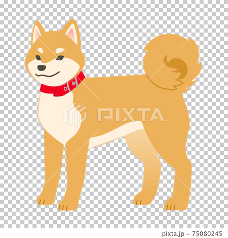 赤い首輪をつけた柴犬のイラストのイラスト素材 赤い首輪をつけた柴犬のイラストのイラスト素材