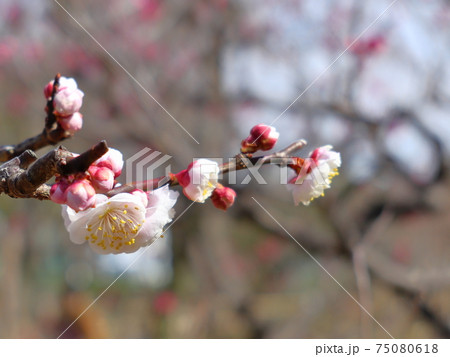 朝日を浴びて生き生きと開花した白い花「白梅」 朝日を浴びて生き生きと開花した白い花「白梅」 75080618