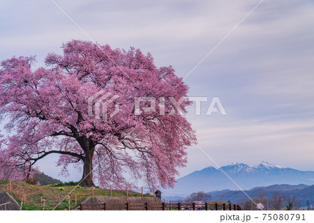 【山梨県】わに塚の桜(わにづかのさくら) 【山梨県】わに塚の桜(わにづかのさくら) 75080791